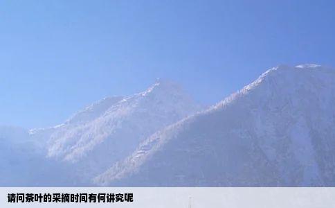 请问茶叶的采摘时间有何讲究呢