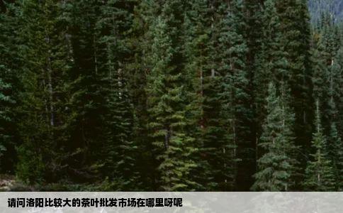 请问洛阳比较大的茶叶批发市场在哪里呀呢