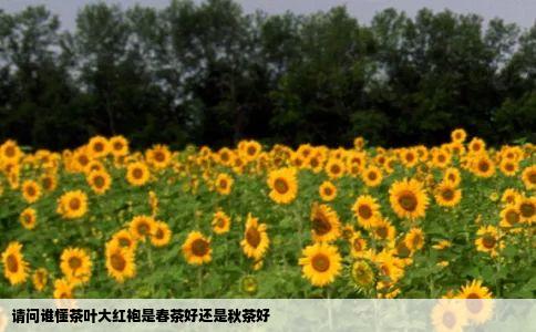 请问谁懂茶叶大红袍是春茶好还是秋茶好