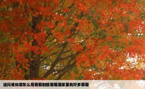 请问谁知道怎么用葡萄制做葡萄酒家里有好多葡萄