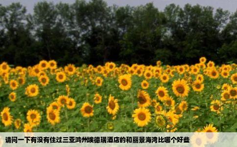 请问一下有没有住过三亚鸿州埃德瑞酒店的和丽景海湾比哪个好些