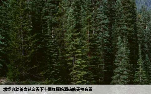 求经典耽美文花容天下十里红莲艳酒琼觞天神右翼
