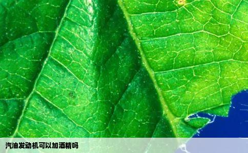 汽油发动机可以加酒精吗