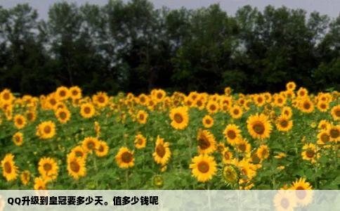 QQ升级到皇冠要多少天值多少钱呢