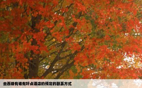 去西塘有谁有好点酒店的预定的联系方式