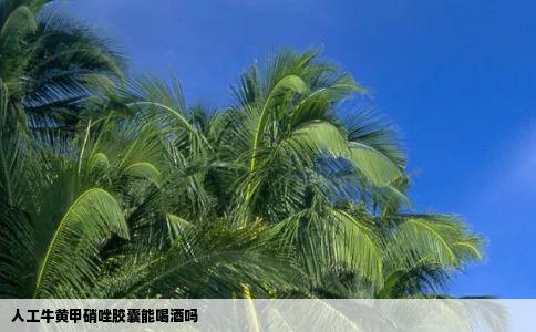 人工牛黄甲硝唑胶囊能喝酒吗