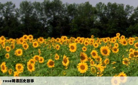 rose啤酒历史故事