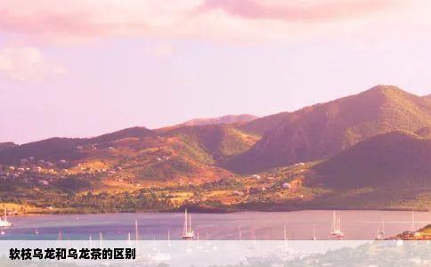 软枝乌龙和乌龙茶的区别