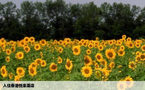 入住香港悦来酒店