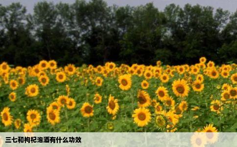 三七和枸杞泡酒有什么功效