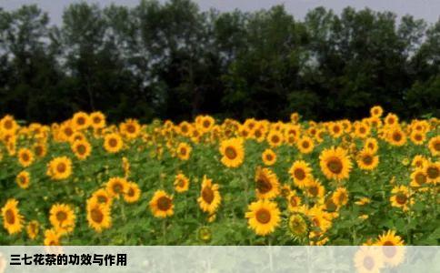 三七花茶的功效与作用