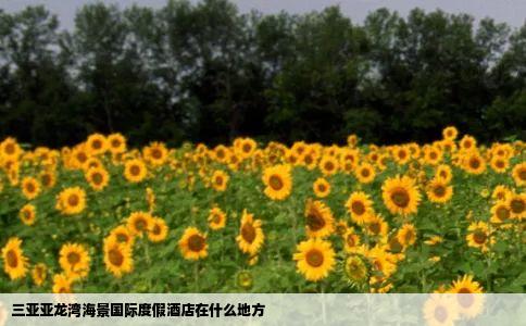 三亚亚龙湾海景国际度假酒店在什么地方