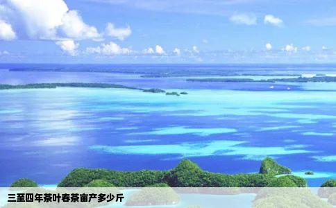 三至四年茶叶春茶亩产多少斤