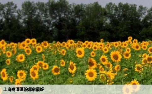 上海戒酒医院哪家最好