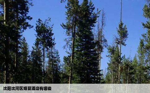 沈阳沈河区婚宴酒店有哪些