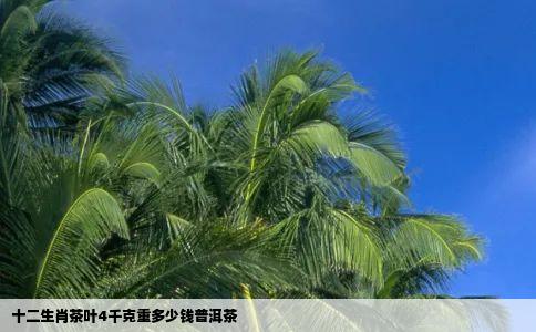 十二生肖茶叶4千克重多少钱普洱茶