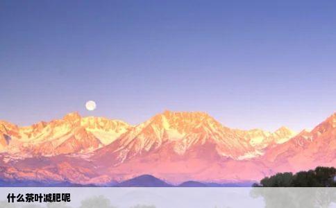 什么茶叶减肥呢
