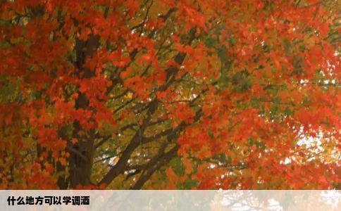 什么地方可以学调酒