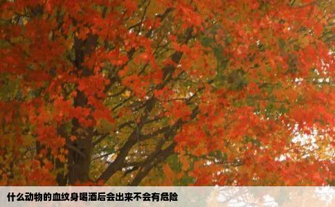 什么动物的血纹身喝酒后会出来不会有危险