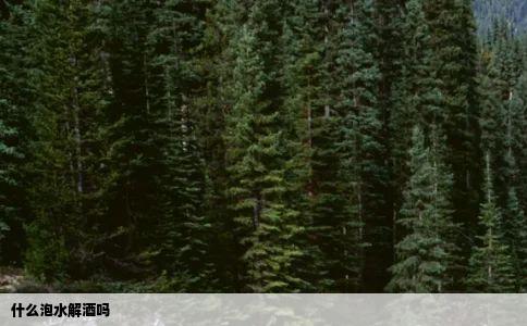 什么泡水解酒吗