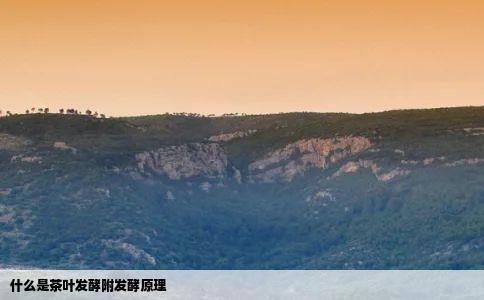 什么是茶叶发酵附发酵原理