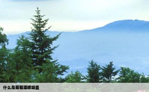 什么是葡萄酒螺旋盖