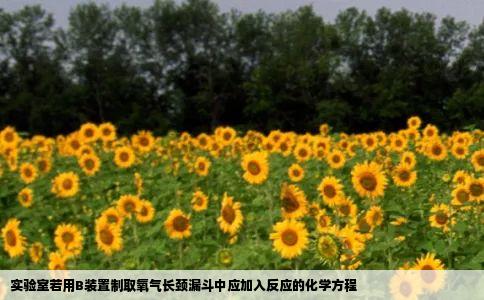 实验室若用B装置制取氧气长颈漏斗中应加入反应的化学方程