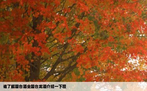 谁了解国台酒业国台龙酒介绍一下呗