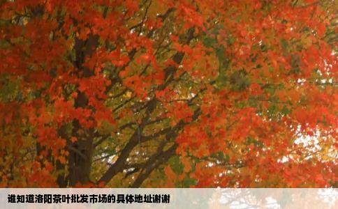 谁知道洛阳茶叶批发市场的具体地址谢谢