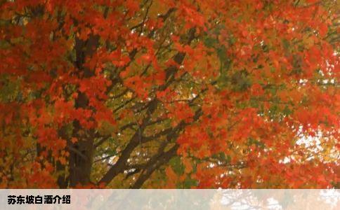 苏东坡白酒介绍