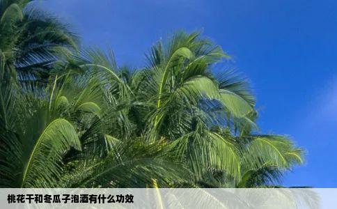 桃花干和冬瓜子泡酒有什么功效