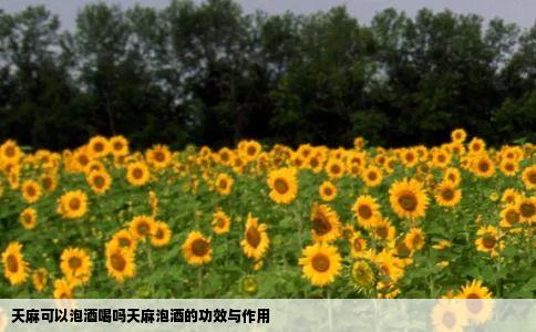 天麻可以泡酒喝吗天麻泡酒的功效与作用