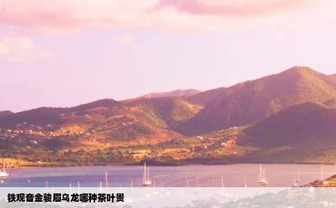 铁观音金骏眉乌龙哪种茶叶贵