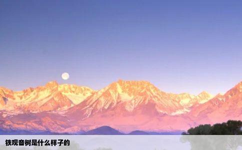 铁观音树是什么样子的