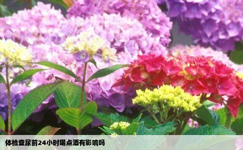体检查尿前24小时喝点酒有影响吗