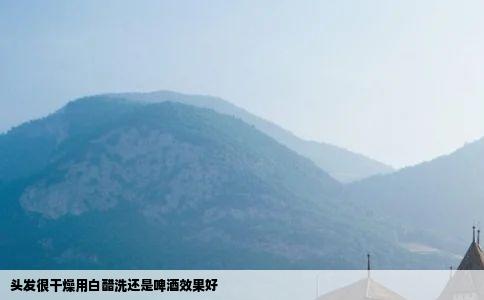 头发很干燥用白醋洗还是啤酒效果好