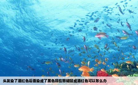 头发染了酒红色后面染成了黑色现在想褪回成酒红色可以怎么办