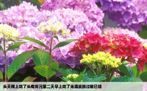 头天晚上吃了头疱克污第二天早上吃了米酒皮肤过敏已经