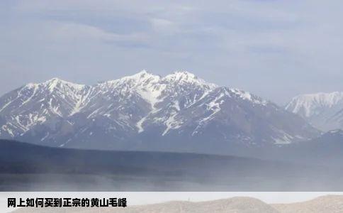 网上如何买到正宗的黄山毛峰
