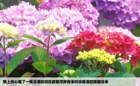 晚上伤心喝了一瓶百酒到现在眼睛浮肿有事吗没喝酒前眼睛没事