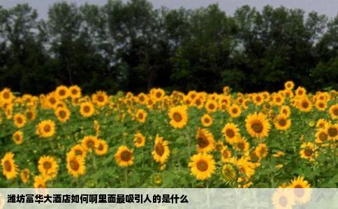 潍坊富华大酒店如何啊里面最吸引人的是什么