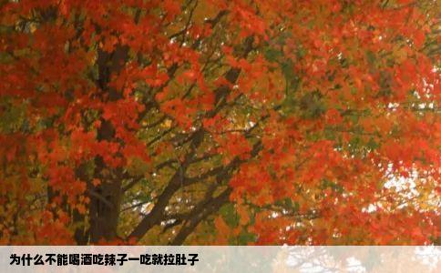 为什么不能喝酒吃辣子一吃就拉肚子