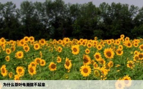 为什么茶叶电商做不起来