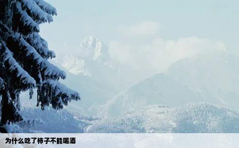 为什么吃了柿子不能喝酒