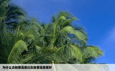 为什么古树普洱茶比台地普洱茶更好