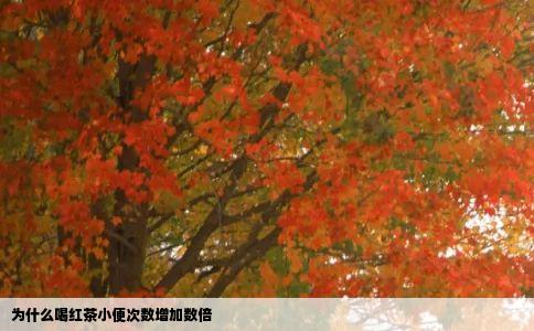 为什么喝红茶小便次数增加数倍
