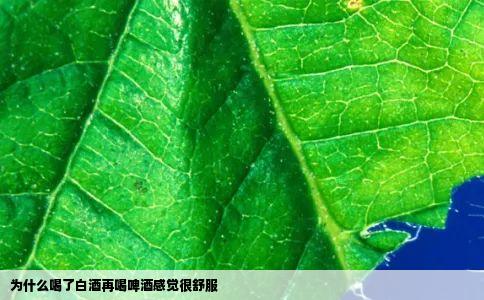 为什么喝了白酒再喝啤酒感觉很舒服