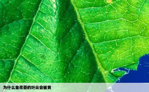 为什么金花茶的叶尖会被黄