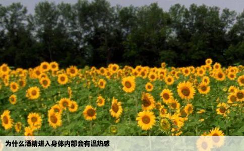 为什么酒精进入身体内部会有温热感