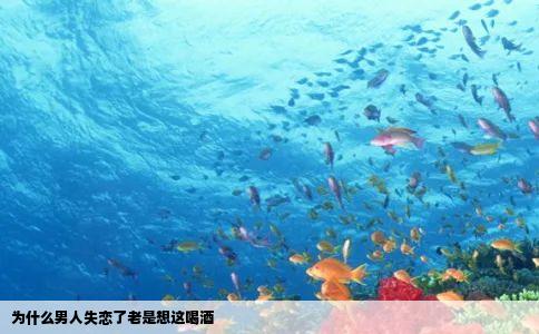 为什么男人失恋了老是想这喝酒